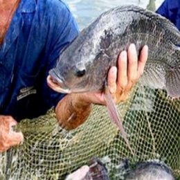 Guabi cria programa – Acqua do Futuro - para auxiliar o criador a ter mais lucratividade em seu negócio