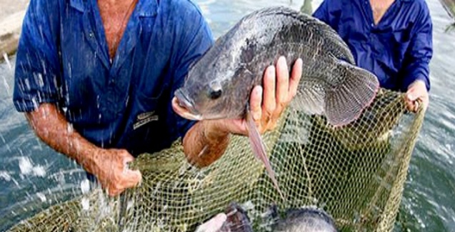 Guabi cria programa – Acqua do Futuro - para auxiliar o criador a ter mais lucratividade em seu negócio