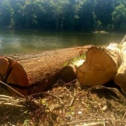 Estudo associa desmatamento e produtividade da pesca