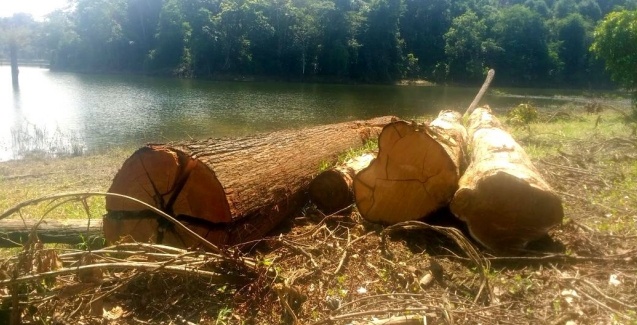 Estudo associa desmatamento e produtividade da pesca