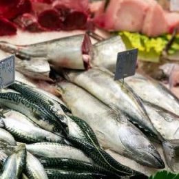 Governo fiscaliza pescados em 13 estados