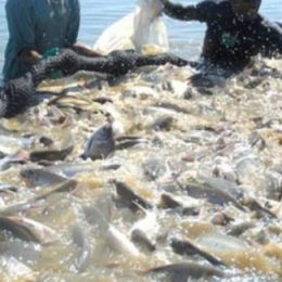 Produção de pescado aumenta em Mato Grosso