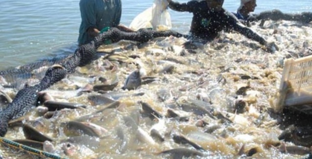 Produção de pescado aumenta em Mato Grosso