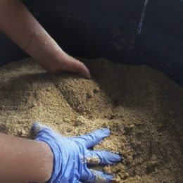 Resíduos de bananeira são eficazes no controle de parasitos do tambaqui