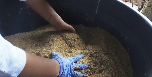 Resíduos de bananeira são eficazes no controle de parasitos do tambaqui