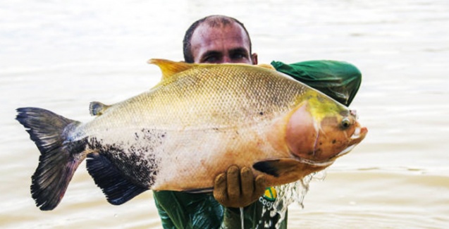 Pesquisa encontra ômega 3 em vísceras de surubim e tambaqui