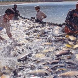 Suspensão da venda de pescado para as redes Assaí e Walmart em SP impacta piscicultura