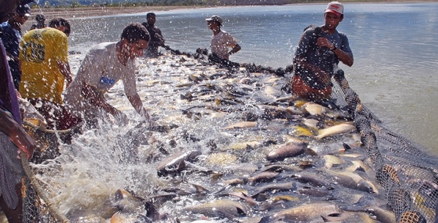 Suspensão da venda de pescado para as redes Assaí e Walmart em SP impacta piscicultura