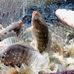 Santa Catarina tem nova Lei Estadual da Piscicultura