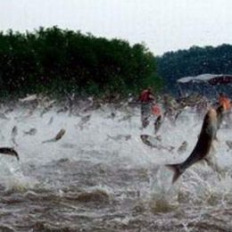 Piracema em Mato Grosso acaba dia 29 e Sema se reúne com pescadores