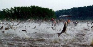 Piracema em Mato Grosso acaba dia 29 e Sema se reúne com pescadores