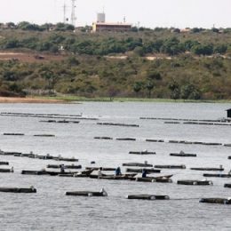 Ministério convoca quase 700 criadores de tilápia do Ceará a apresentar relatórios de pesca