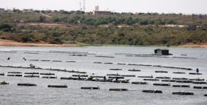 Ministério convoca quase 700 criadores de tilápia do Ceará a apresentar relatórios de pesca
