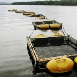 Primeiro workshop sobre piscicultura quer fomentar a produção local