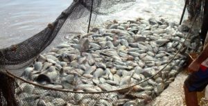 Piscicultura será tema de capacitação para extensionistas