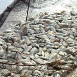 PEIXE BR pleitea atenção à piscicultura ao novo ministro Blairo Maggi