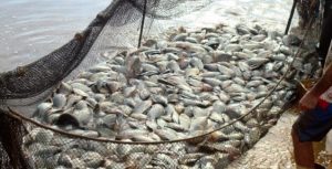 Governo federal atende reivindicação paranaense e amplia linha de crédito para piscicultores