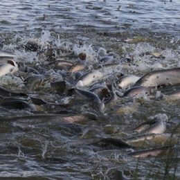 Governo de MT lança programa de incentivo a cadeia do Pirarucu