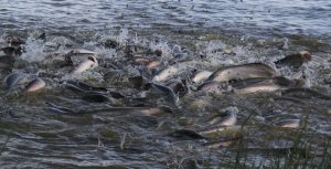 Governo de MT lança programa de incentivo a cadeia do Pirarucu