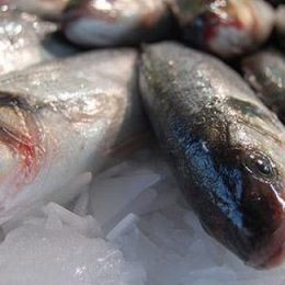 Brasil pode ser autossuficiente e grande exportador de pescado, diz presidente da Embrapa