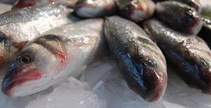 Brasil pode ser autossuficiente e grande exportador de pescado, diz presidente da Embrapa
