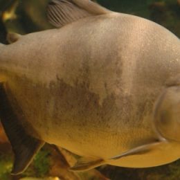 Projeto estuda doença que ataca o tambaqui