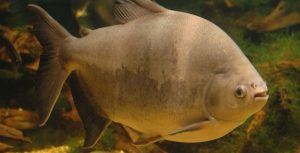 Projeto estuda doença que ataca o tambaqui