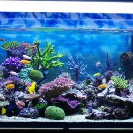 Demanda por Aquarismo cresce no Brasil