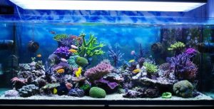 Demanda por Aquarismo cresce no Brasil