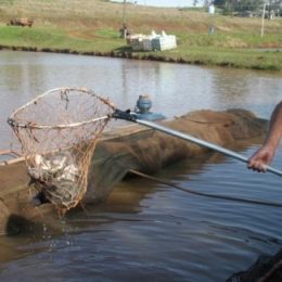 Tecnologia é chave para crescimento sustentável da piscicultura