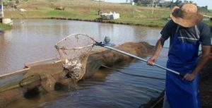 Tecnologia é chave para crescimento sustentável da piscicultura