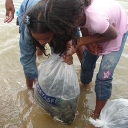 Ação de peixamento insere dez mil alevinos em trecho mineiro do São Francisco