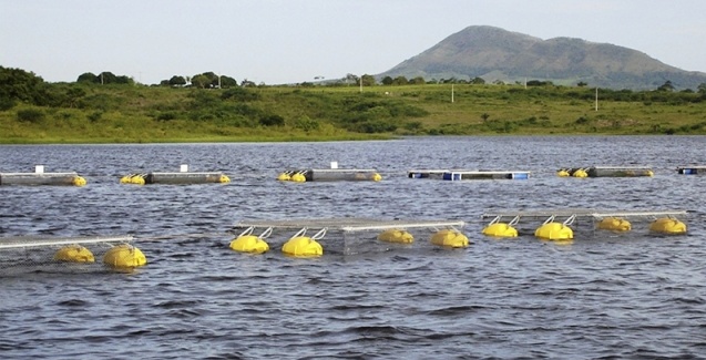 Governo de Minas Gerais soma esforços para agilizar o licenciamento ambiental dos piscicultores