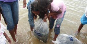 Ação de peixamento insere dez mil alevinos em trecho mineiro do São Francisco