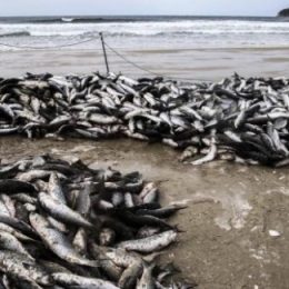 SC encerra safra da tainha com número recorde na pesca artesanal