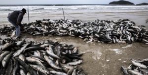 SC encerra safra da tainha com número recorde na pesca artesanal