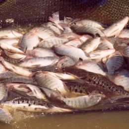 Um olho no peixe e outro no campo