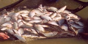 Um olho no peixe e outro no campo