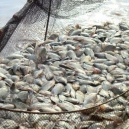 Criação de peixes registra aumento de mais de 50% em cinco anos no AM
