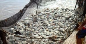 Criação de peixes registra aumento de mais de 50% em cinco anos no AM