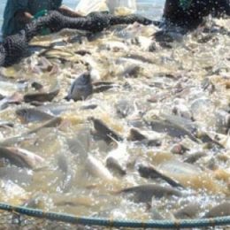 Plantas medicinais melhoram saúde dos peixes em piscicultura