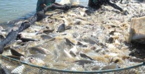 Plantas medicinais melhoram saúde dos peixes em piscicultura