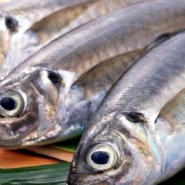 Pescado entra no cardápio do brasileiro: 400 mil toneladas são importadas anualmente para abastecer o mercado interno