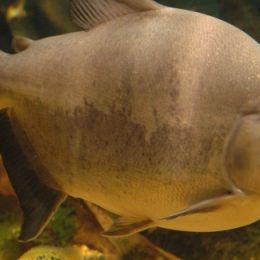 Ração ainda é o principal custo de produção da Aquicultura