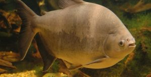 Ração ainda é o principal custo de produção da Aquicultura