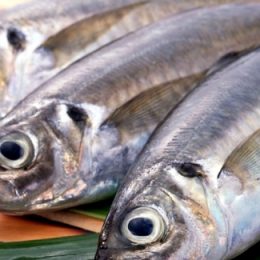 Pescado tem potencial para se tornar a principal proteína, no futuro