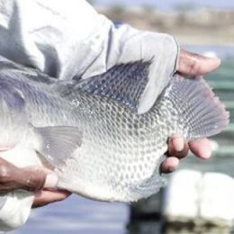 Aquacultura: um novo e imenso negócio dentro do agro