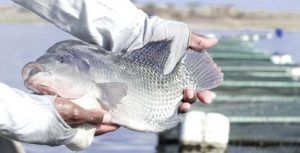 Aquacultura: um novo e imenso negócio dentro do agro