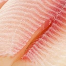 Tilápia pede passagem