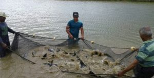 Piscicultura é aposta de sucesso de agricultores familiares em projeto da Codevasf na Bahia